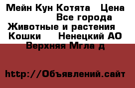 Мейн Кун Котята › Цена ­ 15 000 - Все города Животные и растения » Кошки   . Ненецкий АО,Верхняя Мгла д.